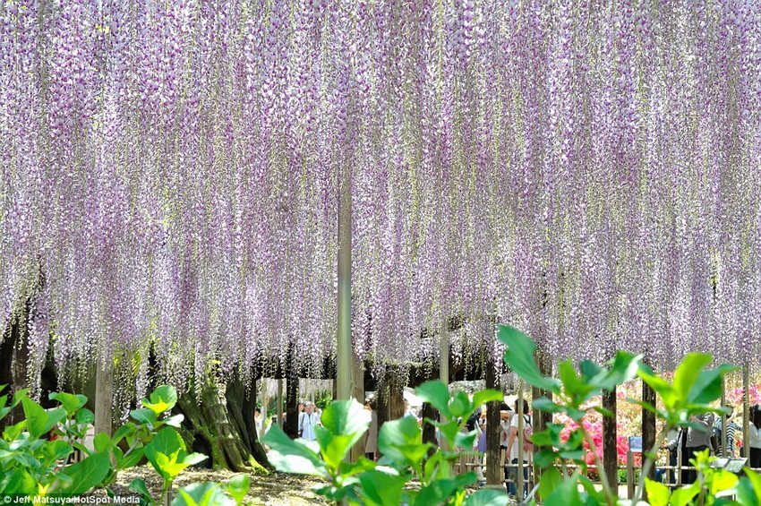 英国《每日邮报》5月14日刊登了一组令人赏心悦目的紫藤图片,图片所展示的美景就像出自童话世界一般梦幻。报道称,这些紫藤让日本足利花卉公园的游客享受到了一场视觉盛宴。
