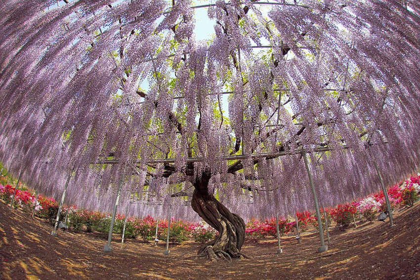 日本紫藤似阿凡达灵魂树 如童话世界梦幻(图)