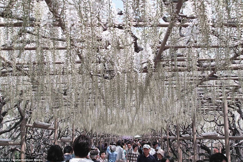 英国《每日邮报》5月14日刊登了一组令人赏心悦目的紫藤图片,图片所展示的美景就像出自童话世界一般梦幻。报道称,这些紫藤让日本足利花卉公园的游客享受到了一场视觉盛宴。
