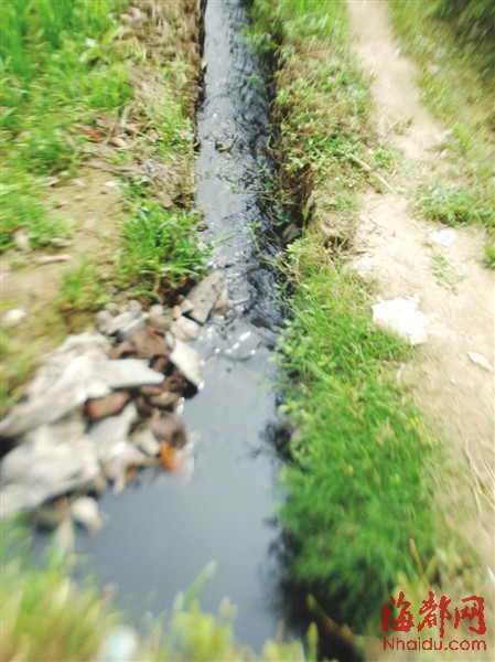 猪场排水沟与农田排水沟相连,水变得又黑又臭