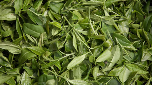 新鲜茶叶