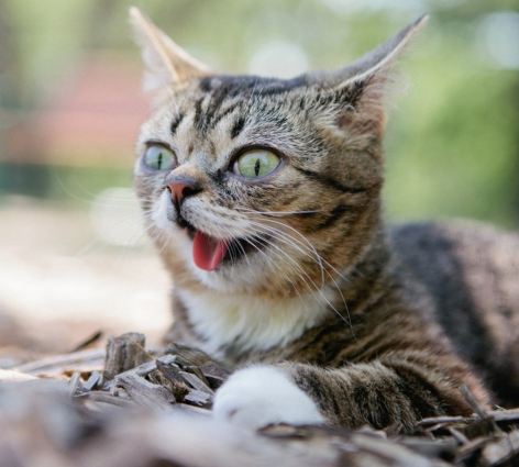 最萌猫咪网络走红粉丝超百万(图)(1)_爱宠趣图_光明网