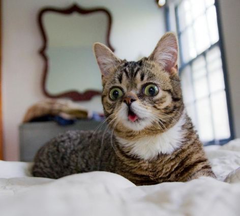 最萌猫咪网络走红粉丝超百万(图)(1)_爱宠趣图_光明网