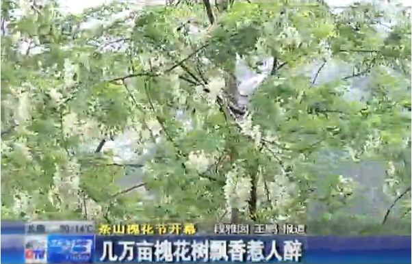 青岛茶山槐花节开幕+万亩槐花飘香惹人醉(图)