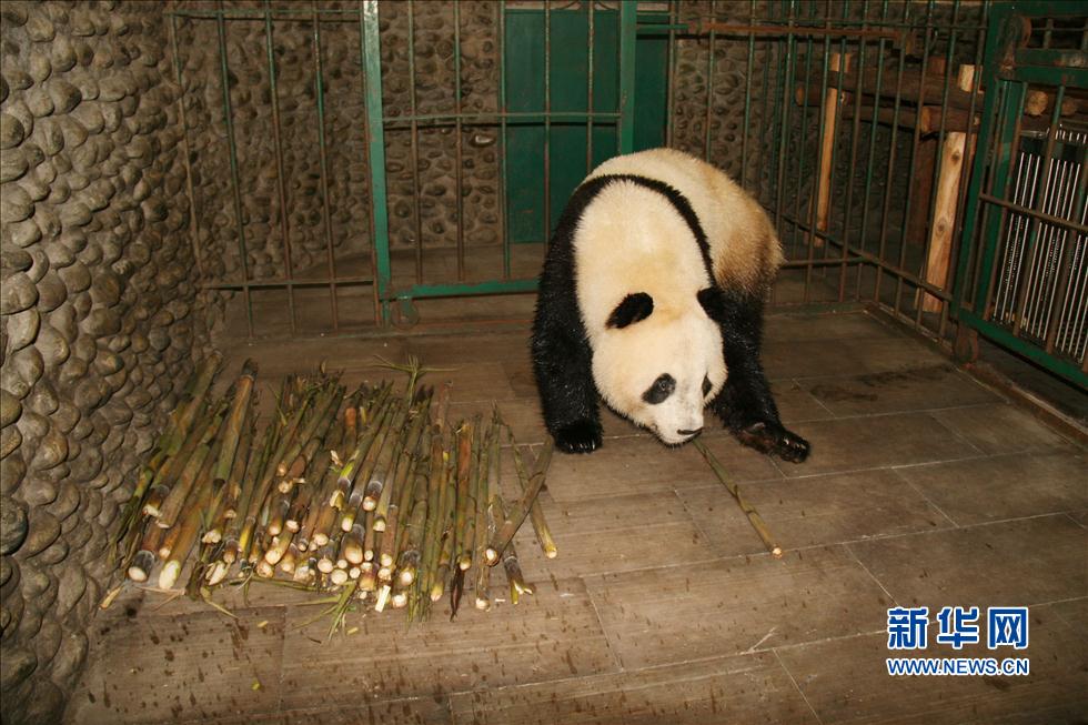 全球首对海外全人工受精双胞胎大熊猫回家