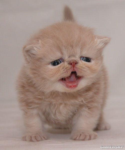 最萌猫咪网络走红粉丝超百万(组图)