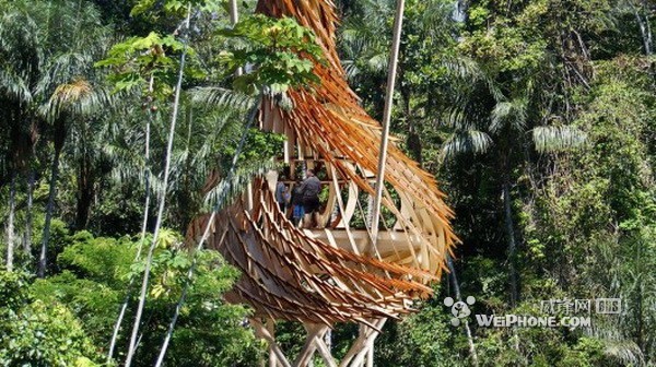 走进自然 隐藏于雨林中的巢穴式树屋(组图)