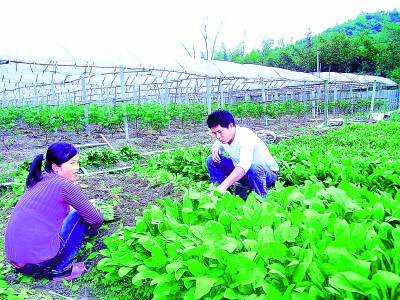 新罗区雁石镇一对菜农夫妇渴望农技人员的指导。