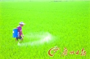 正值春稻时节,攸县农民正在地里给水稻喷洒农药.记者李钢 摄