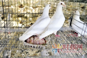 许云开的小麦用虎皮,玉米,鸽子,鹦鹉等五谷杂粮喂食蛋清高粱能不能吃豌豆图片