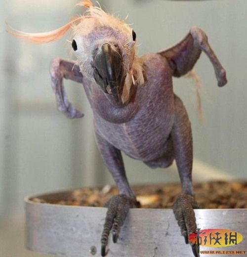一只名叫奥斯卡的雌性凤头鹦鹉在网上十分走红,除“舞技高超”外,它全身上下只有头上还有一小撮毛,整个身子都是光秃秃的,看起来格外有趣。