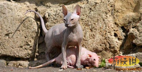 全球“裸奔”动物盘点:秃毛黑猩猩长相丑陋(图)(1)_科学探索_光明网