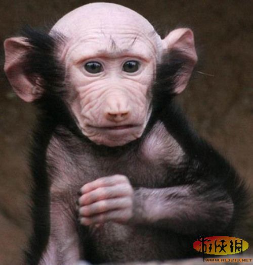 全球“裸奔”动物盘点:秃毛黑猩猩长相丑陋(图)(1)_科学探索_光明网
