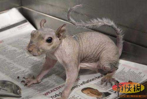 全球“裸奔”动物盘点:秃毛黑猩猩长相丑陋(图)(1)_科学探索_光明网