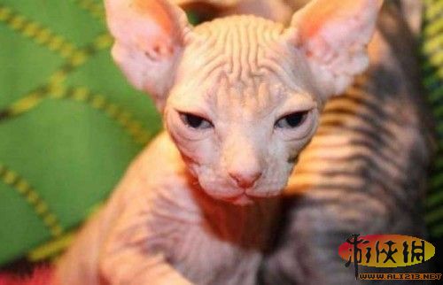 无毛猫