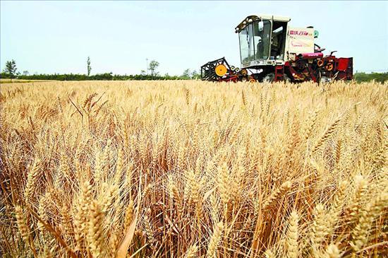 确定今年生产的国标三等小麦最低收购价格为每