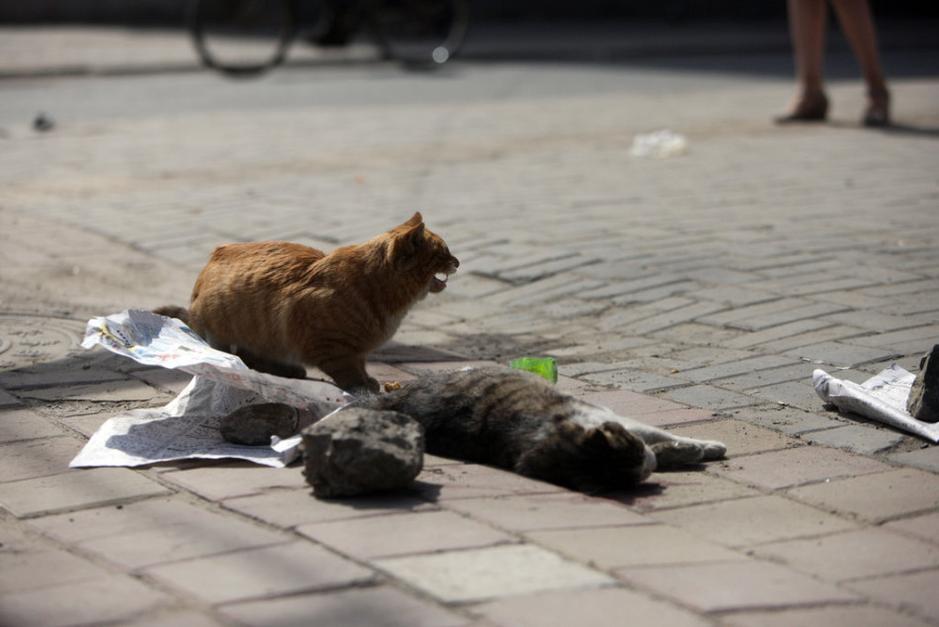 长春市绿园区春郊路与建阳胡同交会处,一只黄花小猫守在被撞死的怀孕