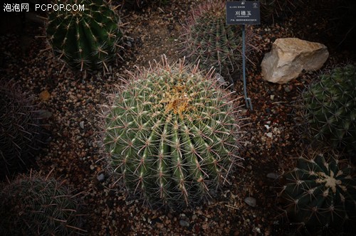 (SONY) NEX-3N׻(E PZ 16-50mm) (NEX-3Nϵ 3Ʒ)