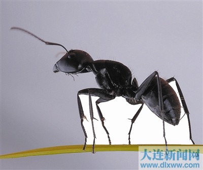 Ϲ濿 Ӫ(ͼ)
