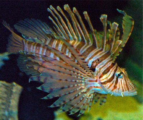 自然界10大危险海洋动物:比食人鱼更可怕(图)(1)_科学探索_光明网