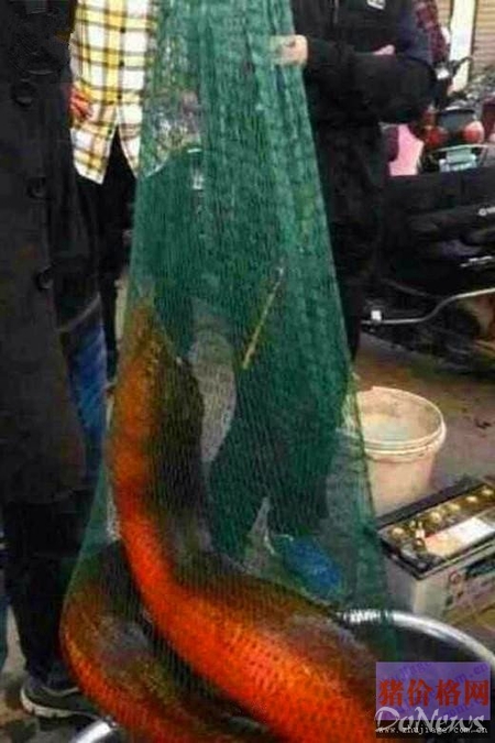 浙江湖州发现36斤重巨型野生大黄鳝
