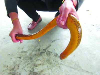 36斤黄鳝巨大体型引围观比女人小腿还粗组图