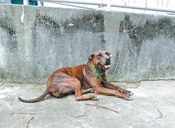 宠物狗被恶犬活活咬死 台女子放声痛哭(组图)
