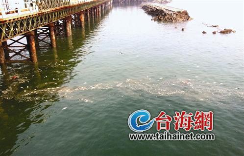 集美海堤大量淡水鱼死海里 疑水库排水鱼儿流出