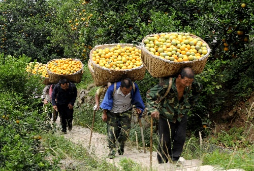 近日,三峡库区湖北省秭归县夏橙进入收获期,当地果农抓紧时机采摘