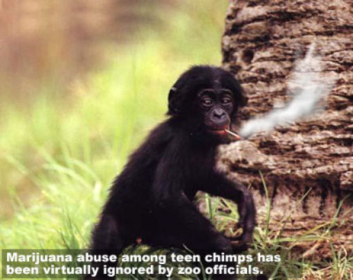 盘点全球搞笑动物:猴子抽烟酷劲十足(图)(1)