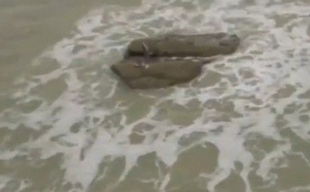 以色列美人鱼震惊全球 真实版“海的女儿”？/图(1)_科学探索_光明网