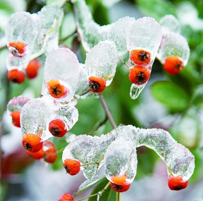 冰冻400年植物 再现生机