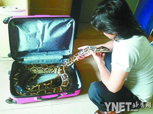 带40斤大蟒蛇进京 刚下长途车就被查获