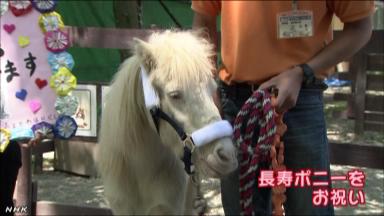 日本长寿小型马获奖1981出生相当于人类一百