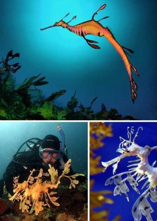 海龙(seadragon)