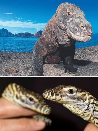 盘点"龙类"动物:科莫多巨蜥是恐龙表亲(图)(1)_科学探索_光明网