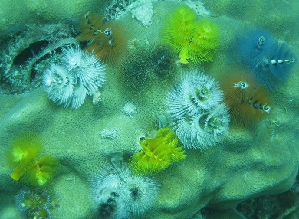 气泡珊瑚