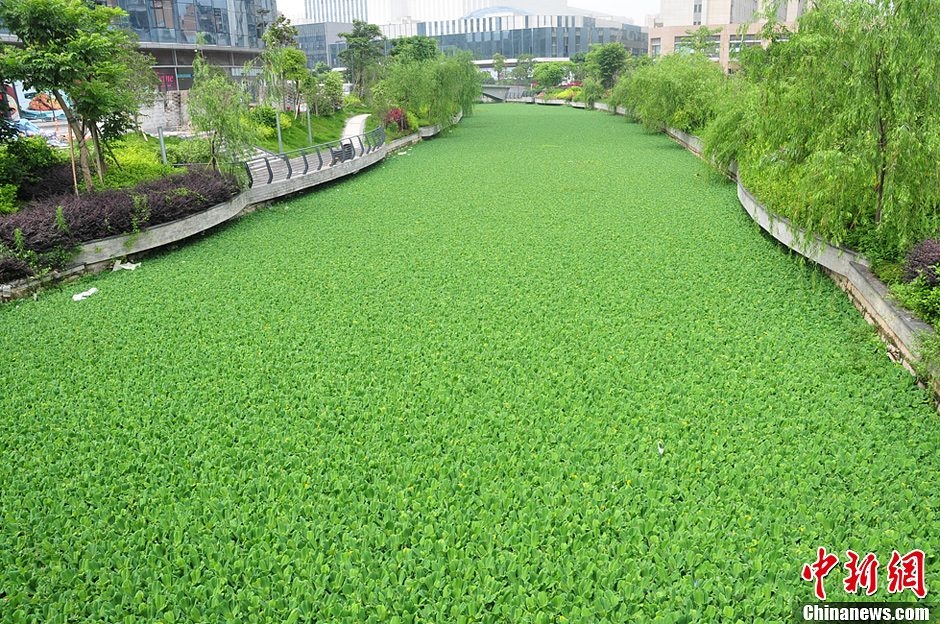 福州内河水浮莲泛滥 四百米内河河面如绿毯(图)