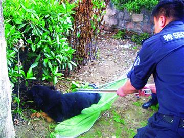 10民警苦斗9小时放倒猛藏獒 打麻醉针仍反抗(组图)