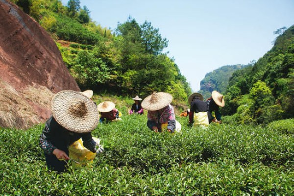 武夷山里避世茶生活