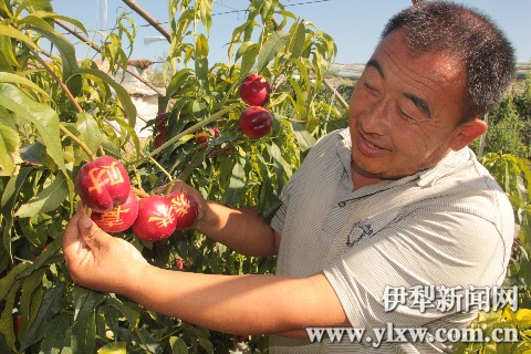 新疆察布查尔锡伯自治县米粮泉回族乡阿顿巴村种植户关松的温室里看到