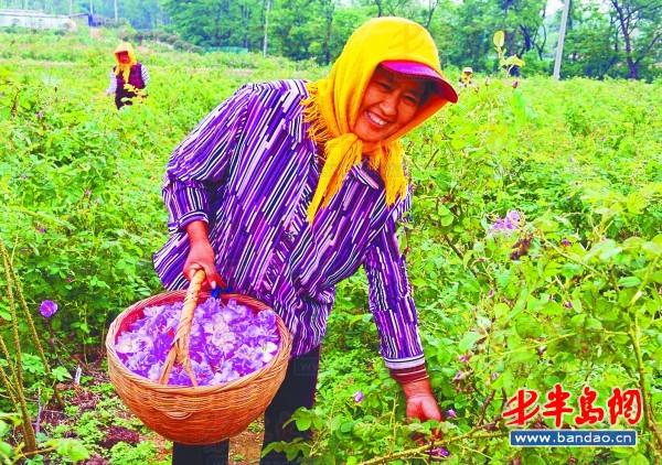 工作人员正在采摘大马士革玫瑰准备提炼精油.