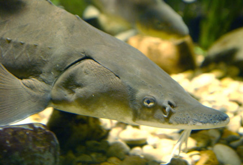 新研究称活化石鲟鱼是地球上进化最快物种