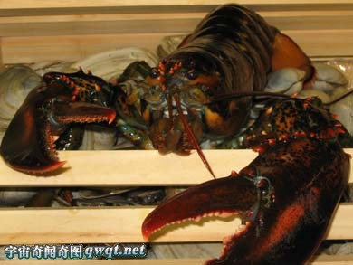 图揭体型巨大的美洲海螯虾 钳大过手掌的海洋武士[组图](1)_科学探索