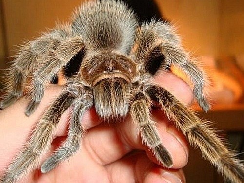 智利农场饲养毛蜘蛛当宠物 每年出口世界3万只