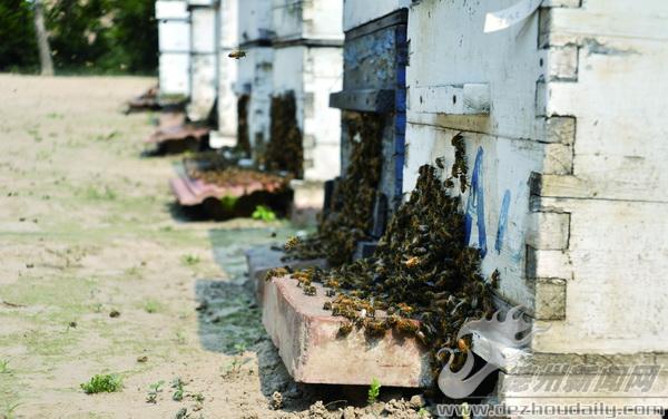 疑遭同行报复 乐陵养蜂人51箱蜜蜂被闷死(组图