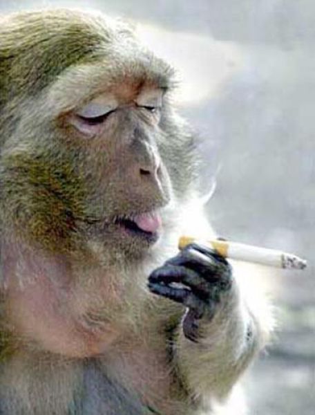 盘点全球动物爆笑抽烟集锦:猴子动作与人类似