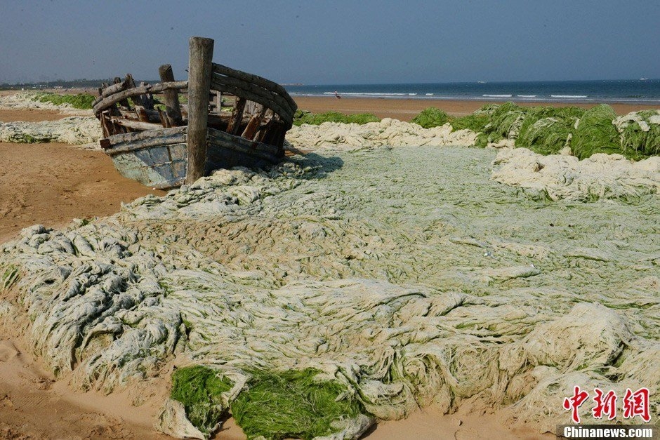 青岛海岸线遭受浒苔侵袭沙滩变身彩色草坪图