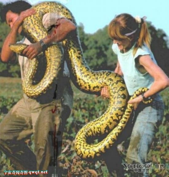 最大/实拍捕获到世界上最大的蟒蛇图片集。