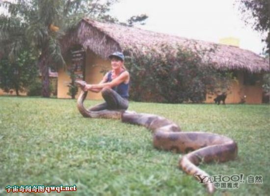 最大 世界上/实拍捕获到世界上最大的蟒蛇图片集。